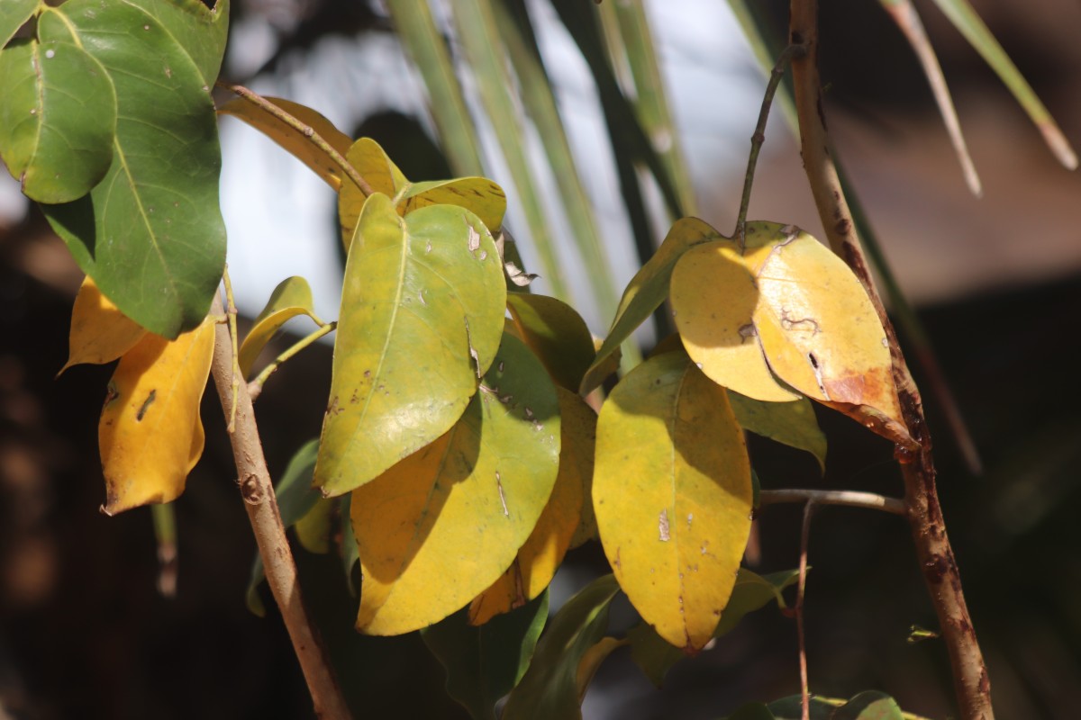 Xylocarpus rumphii (Kostel.) Mabb.