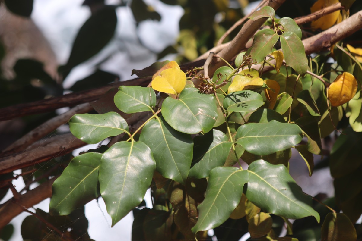 Xylocarpus rumphii (Kostel.) Mabb.