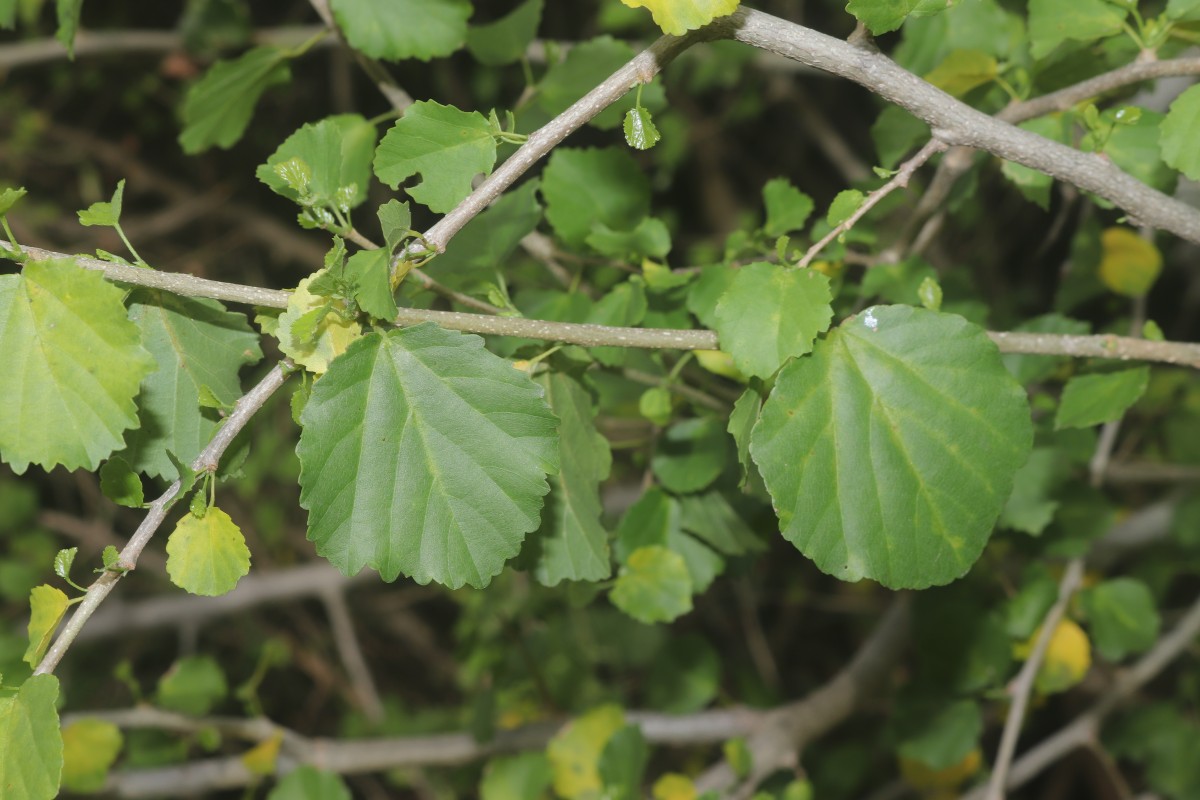 Grewia tenax (Forssk.) Fiori