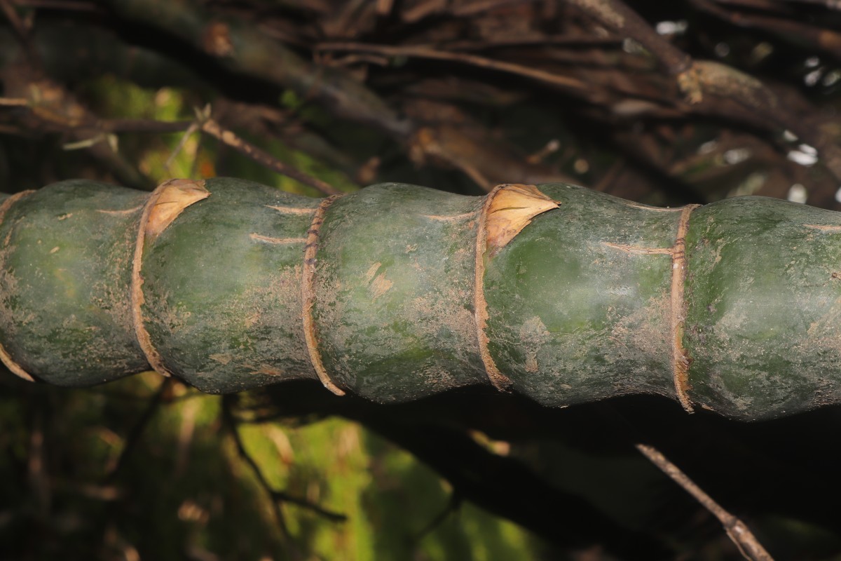 Bambusa ventricosa McClure