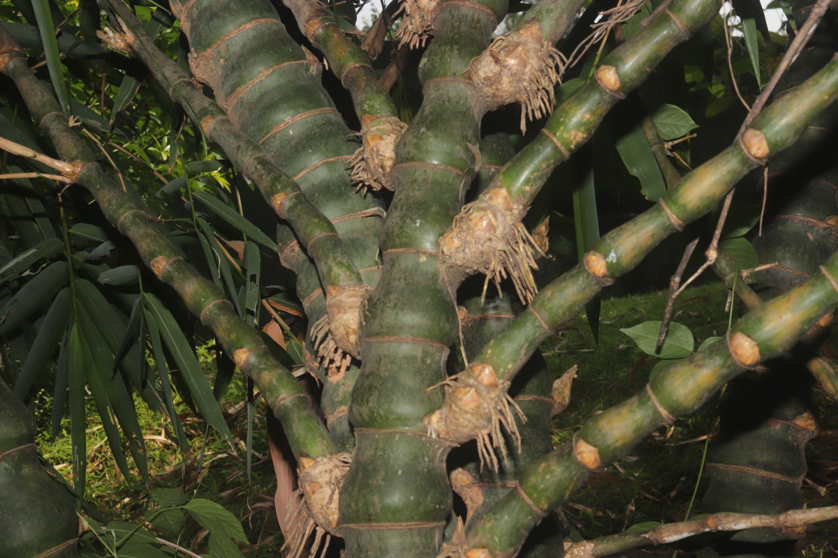 Bambusa ventricosa McClure