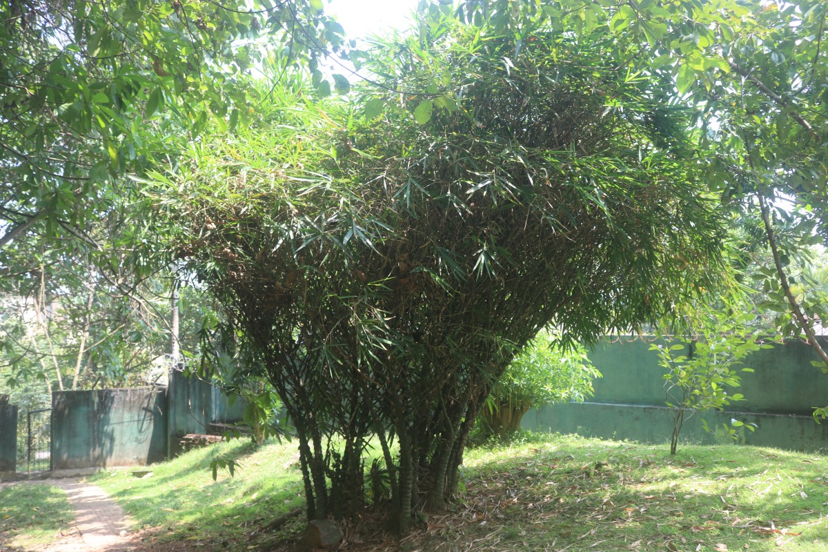Bambusa ventricosa McClure