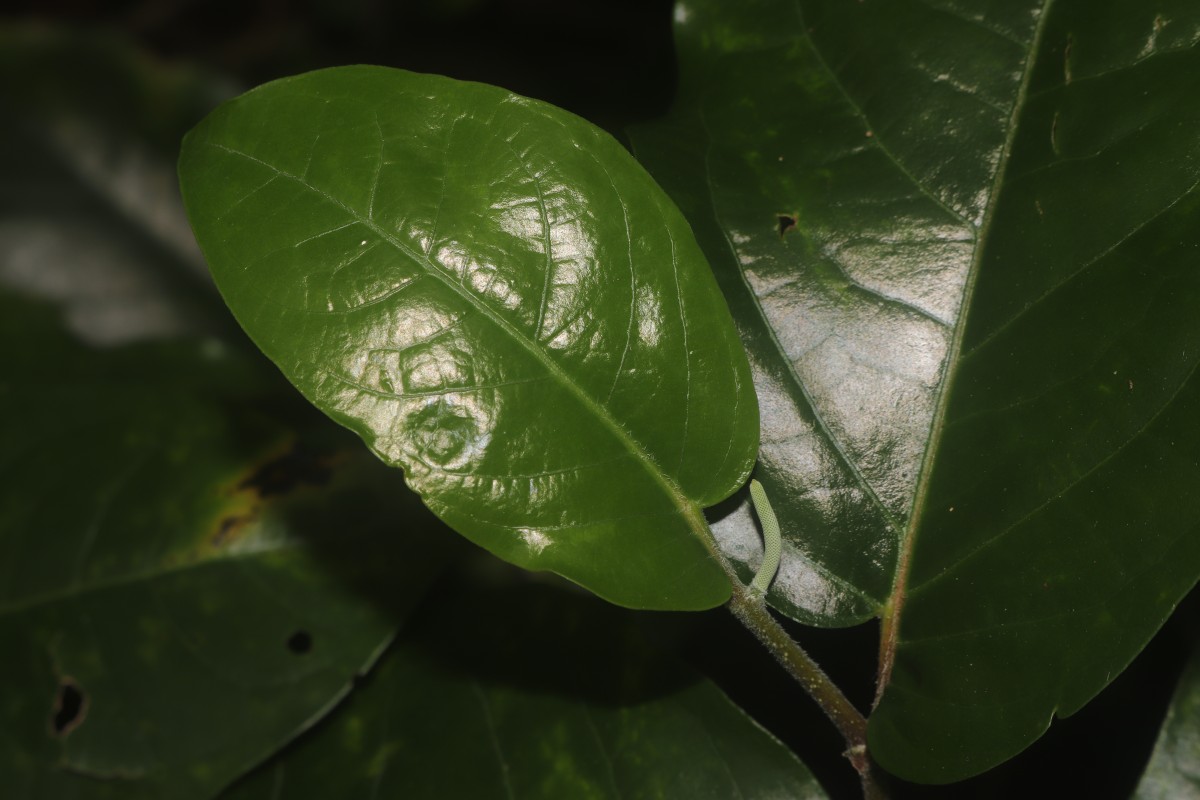 Piper colubrinum Link