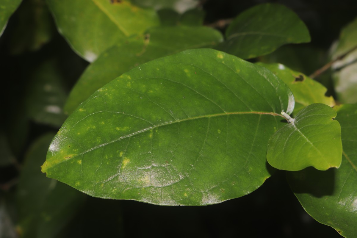 Piper colubrinum Link