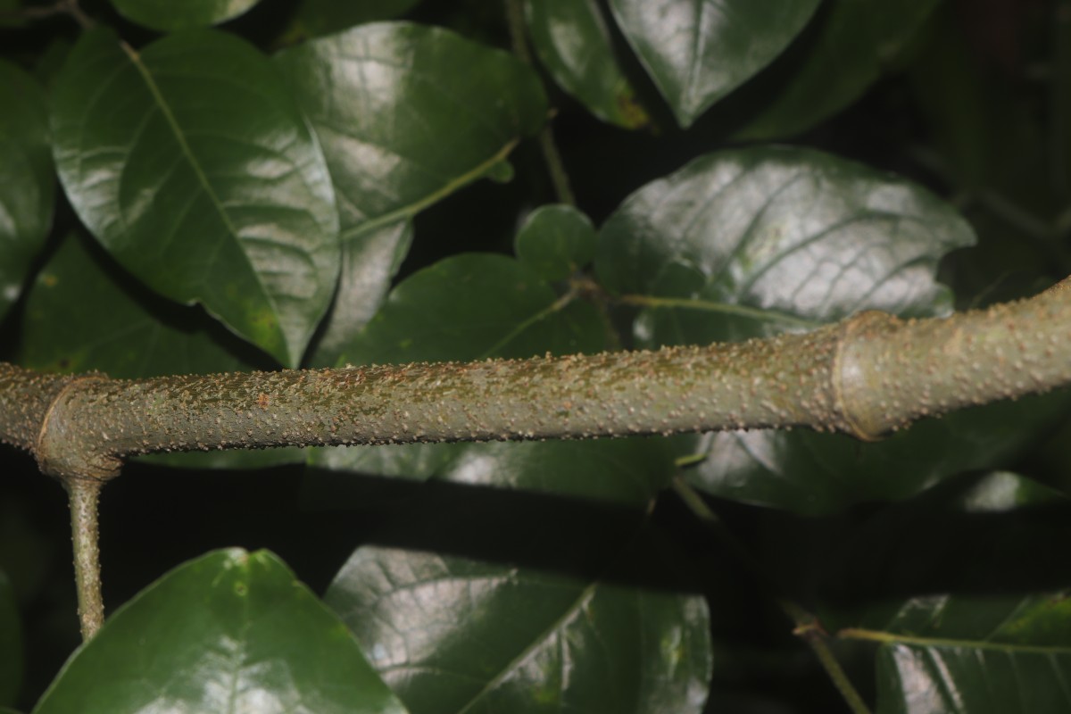 Piper colubrinum Link