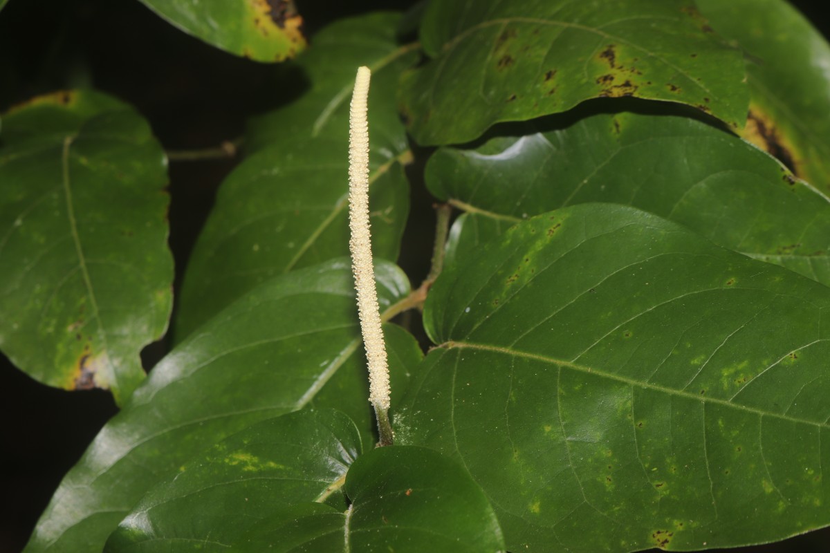 Piper colubrinum Link
