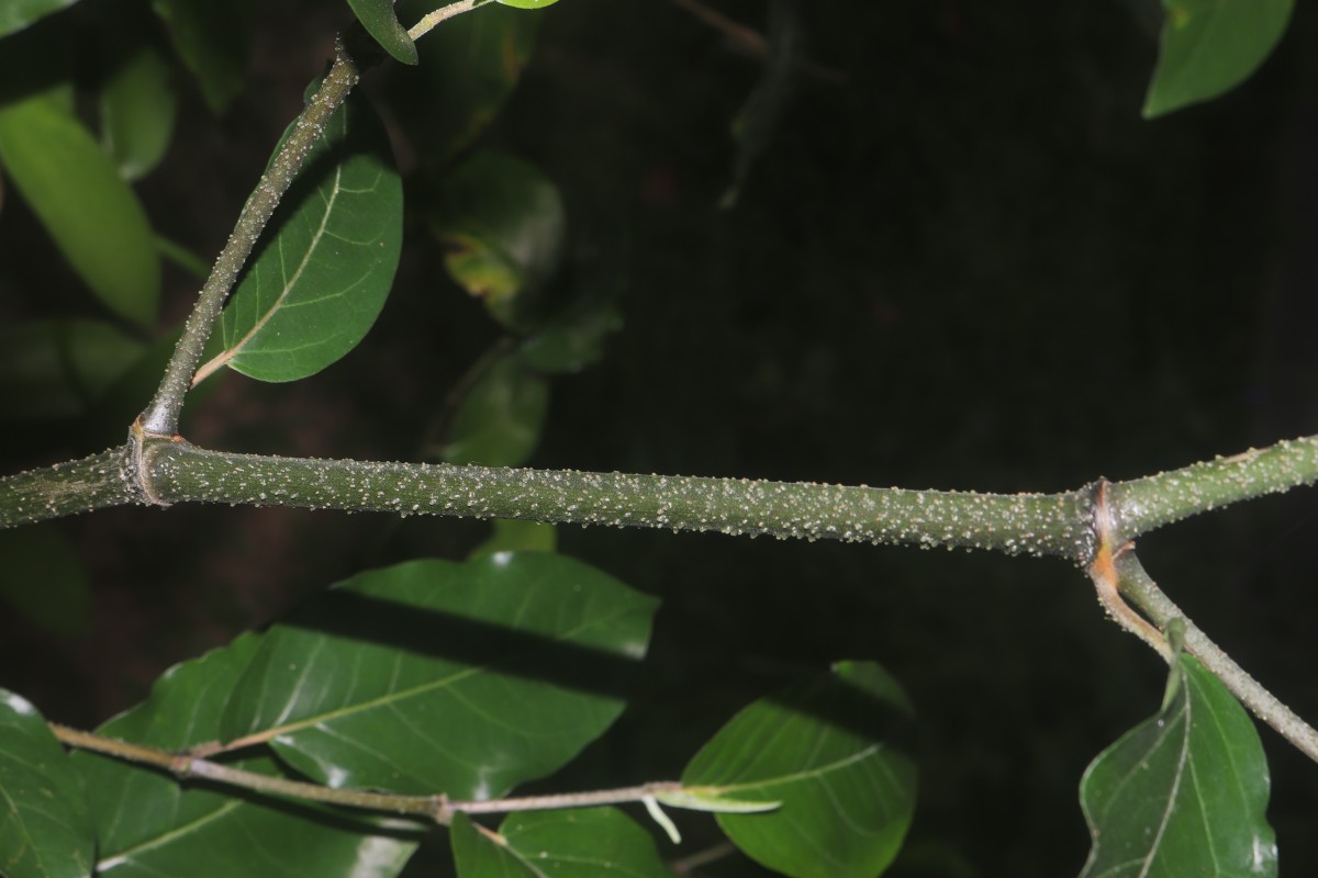 Piper colubrinum Link