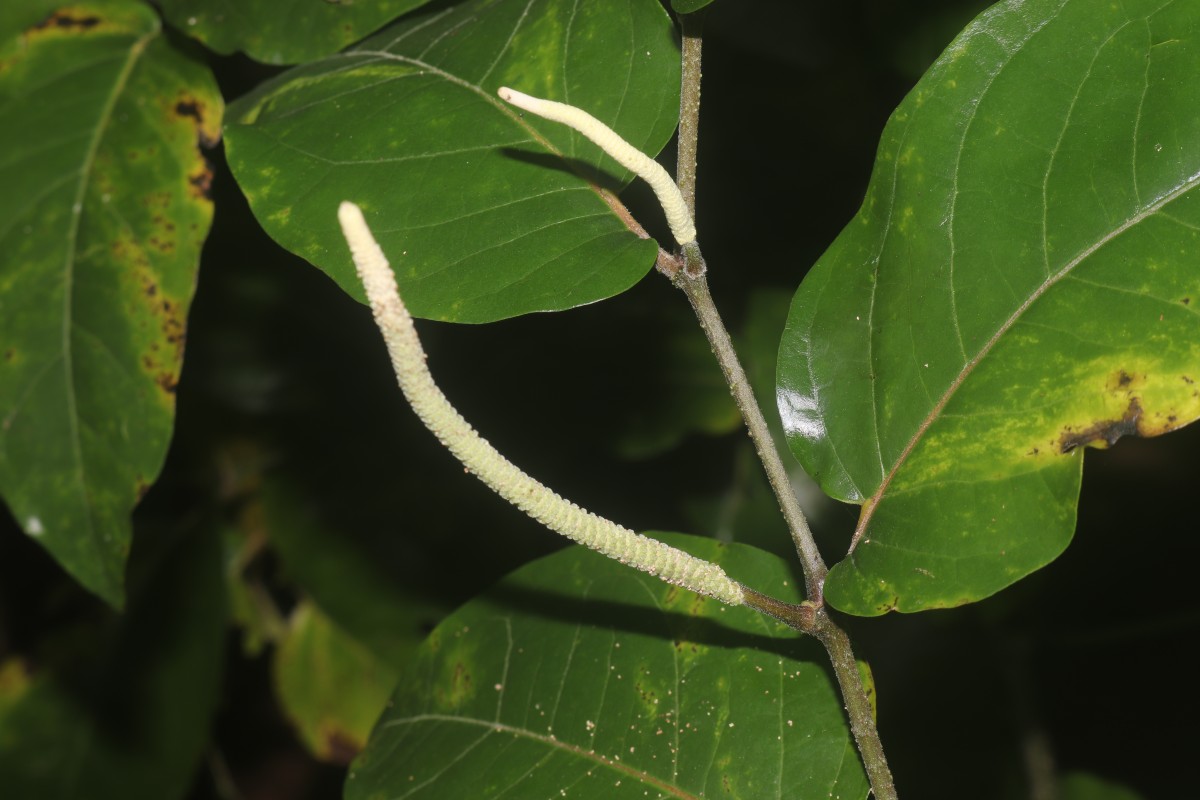 Piper colubrinum Link
