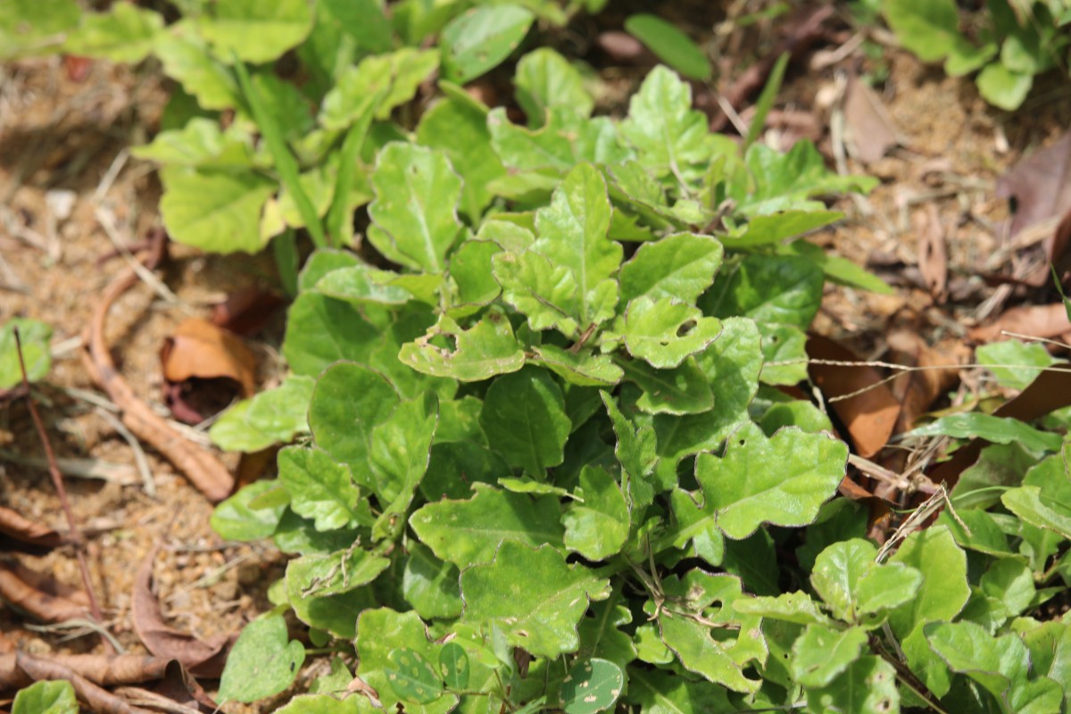 Gynura pseudochina (L.) DC.
