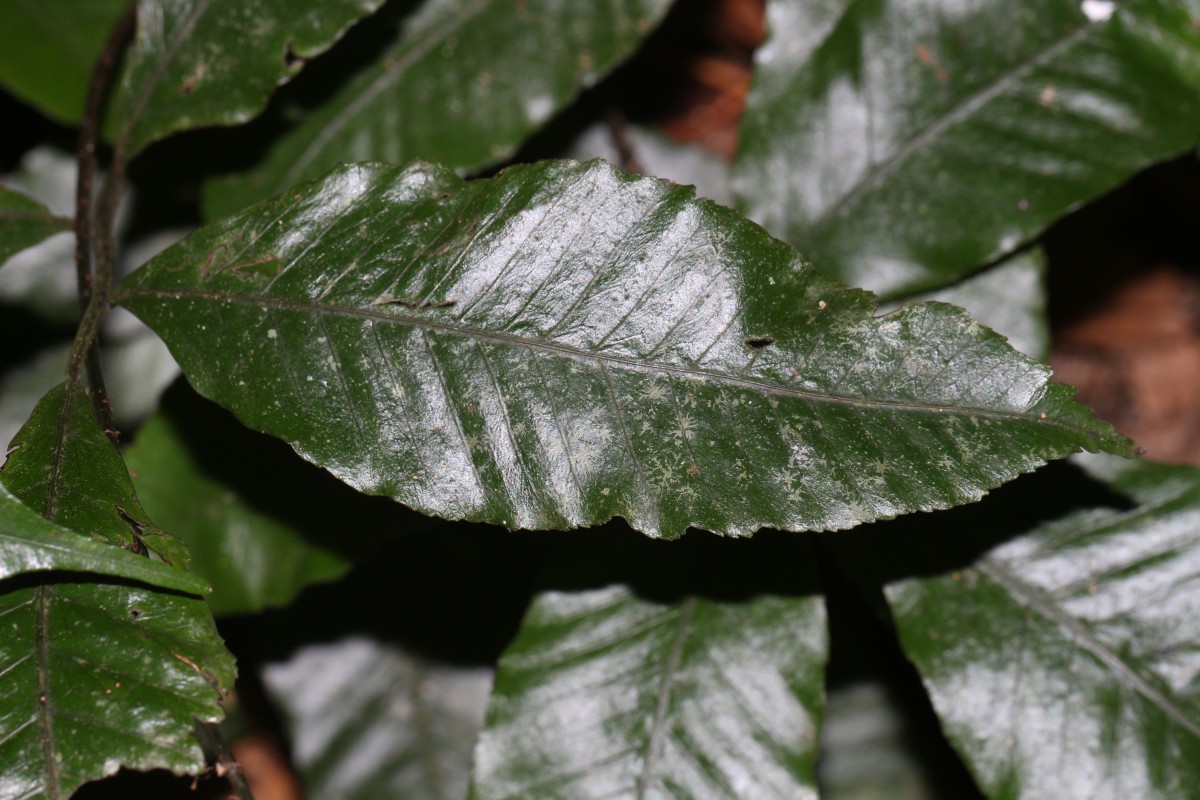 Bolbitis subcrenata  (Hook. & Grev.) Ching