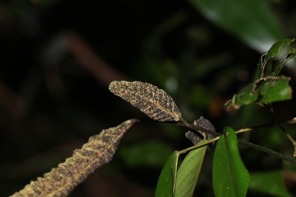 Bolbitis subcrenata  (Hook. & Grev.) Ching