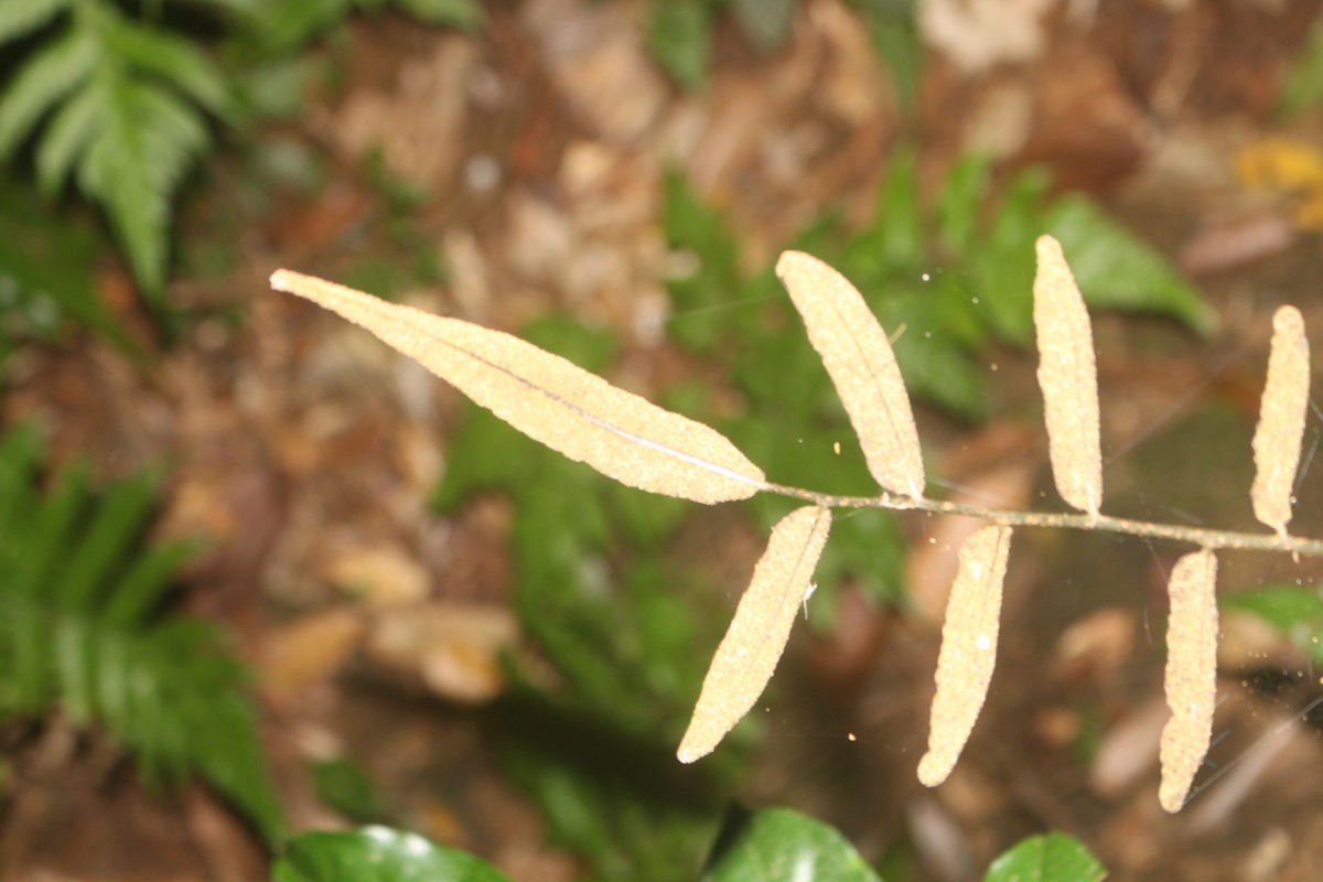 Bolbitis subcrenata  (Hook. & Grev.) Ching