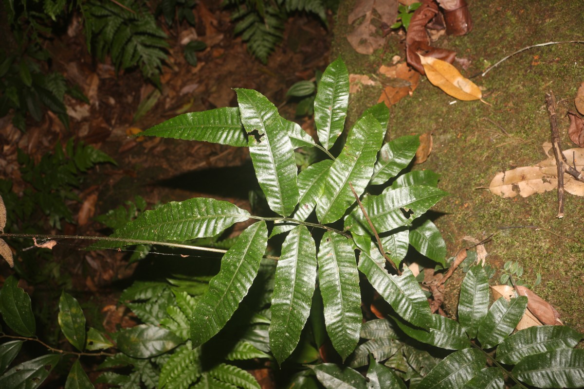 Bolbitis subcrenata  (Hook. & Grev.) Ching
