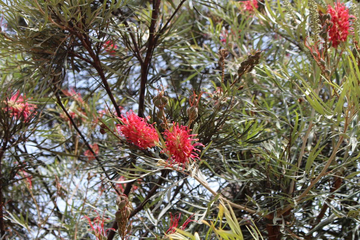 Grevillea banksii R.Br.
