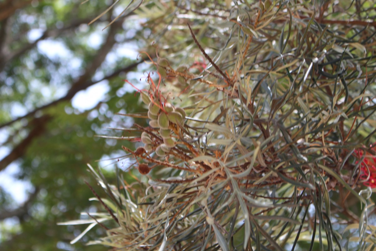 Grevillea banksii R.Br.