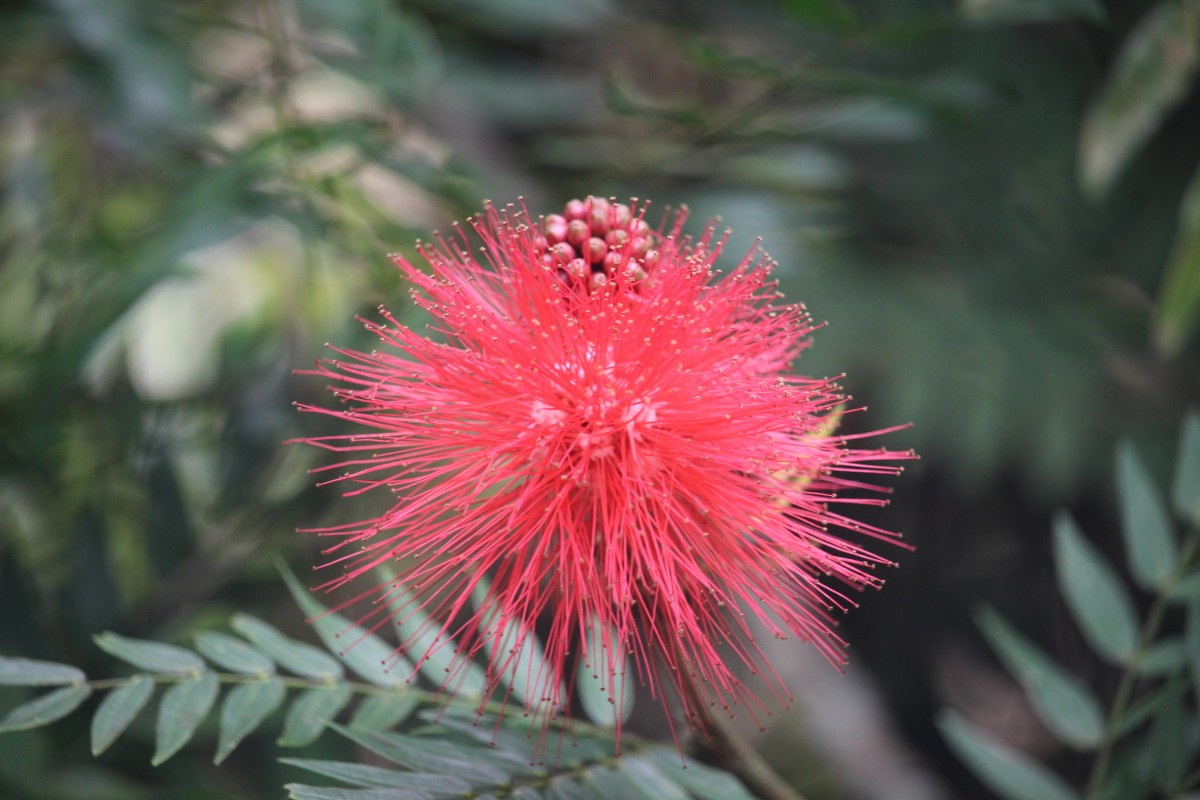 Calliandra haematocephala Hassk.