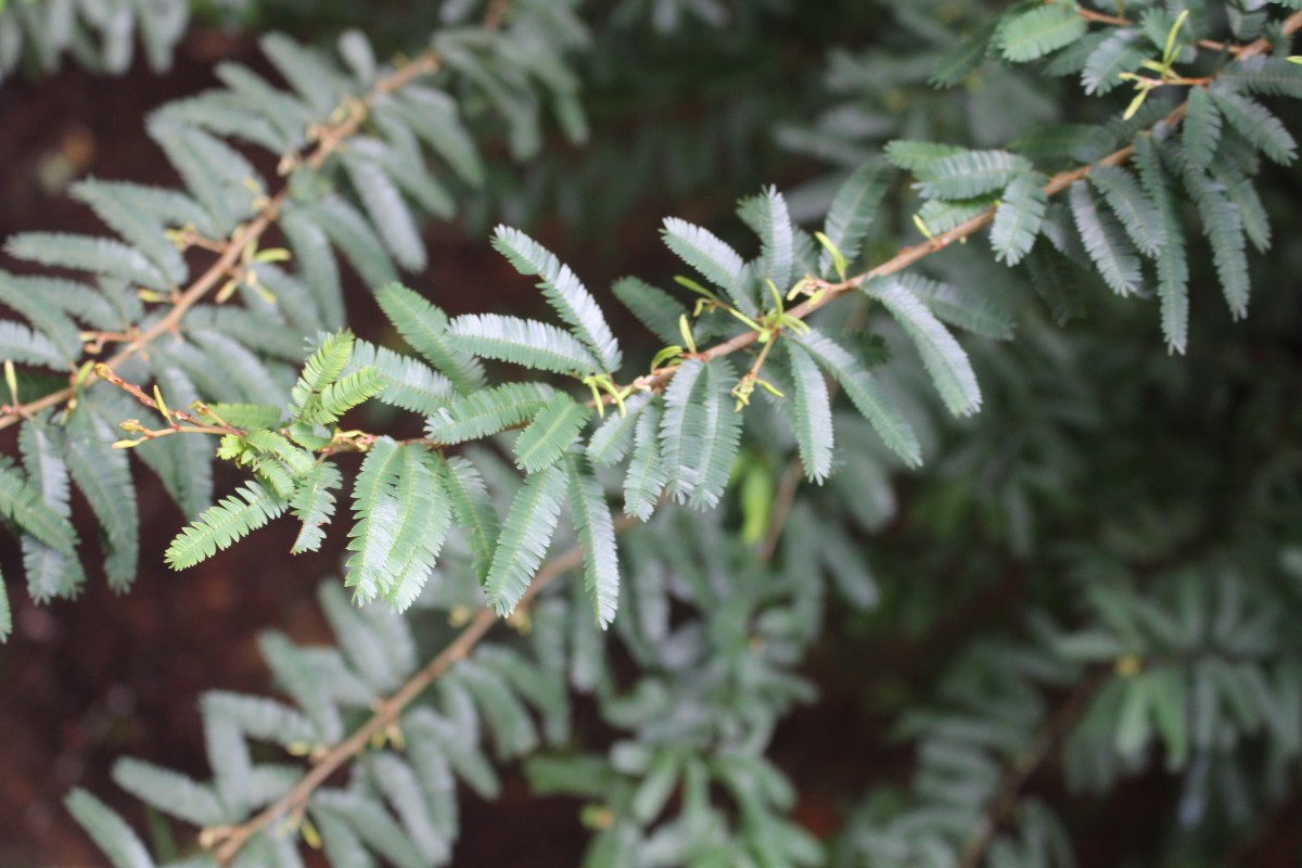 Calliandra sp.