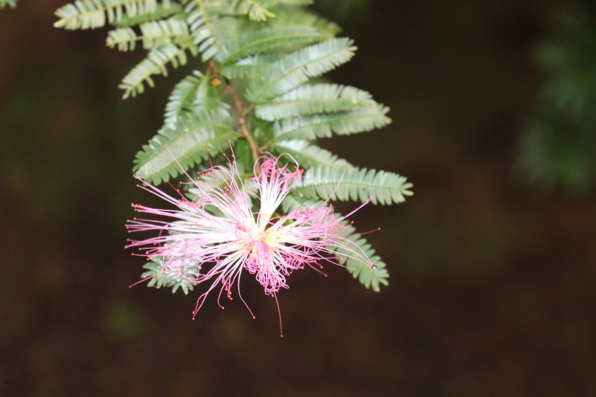 Calliandra sp.