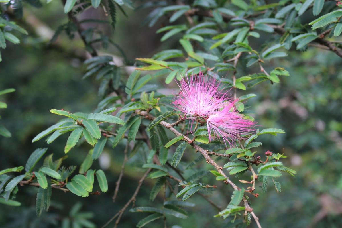 Calliandra sp.