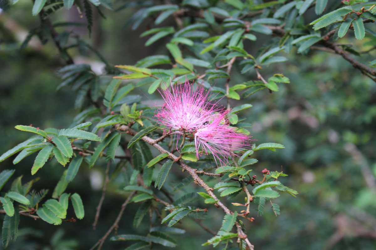 Calliandra sp.