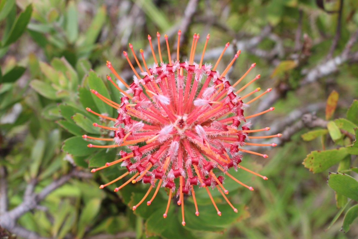 Leucospermum cordifolium (Salisb. ex Knight) Fourc.