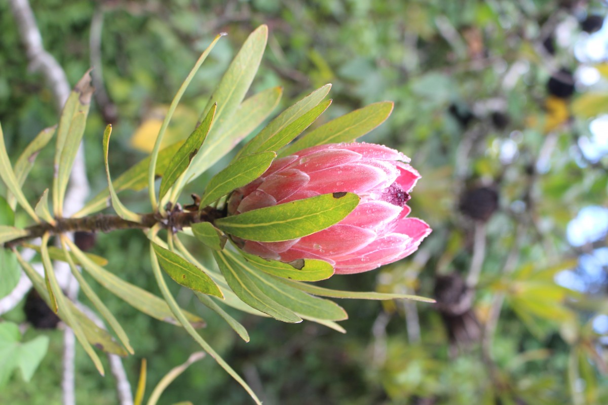 Leucospermum cordifolium (Salisb. ex Knight) Fourc.