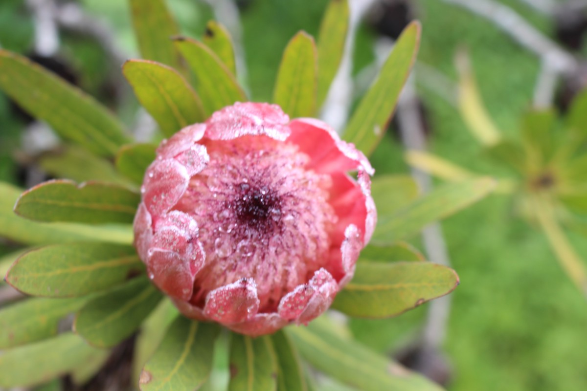 Leucospermum cordifolium (Salisb. ex Knight) Fourc.