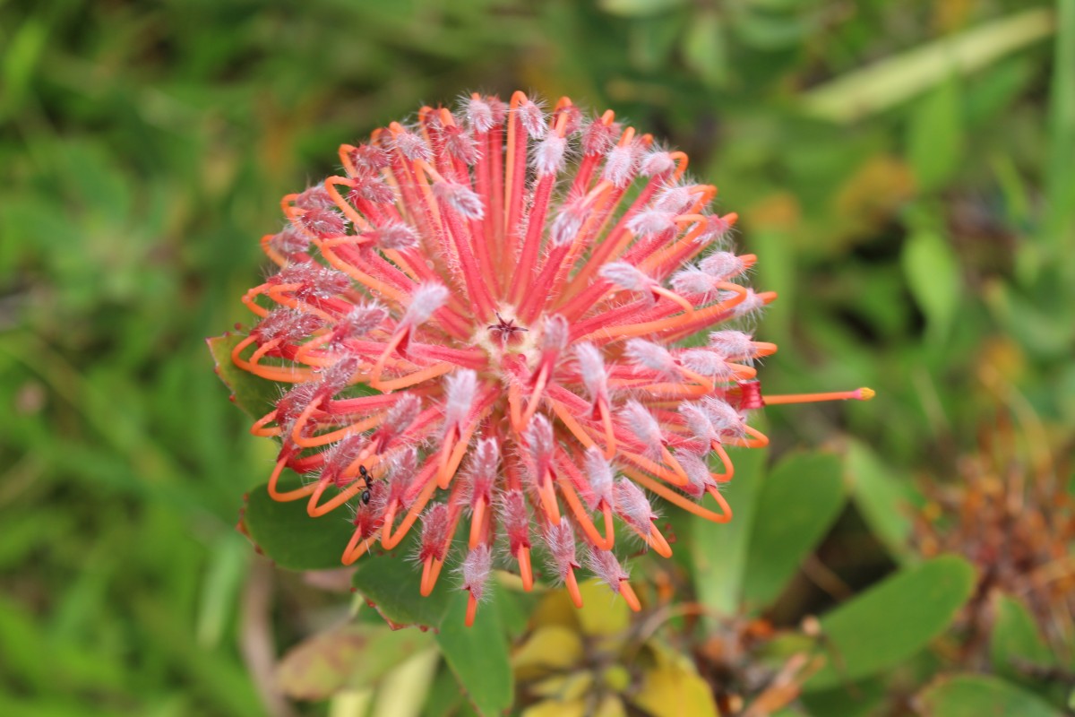 Leucospermum cordifolium (Salisb. ex Knight) Fourc.