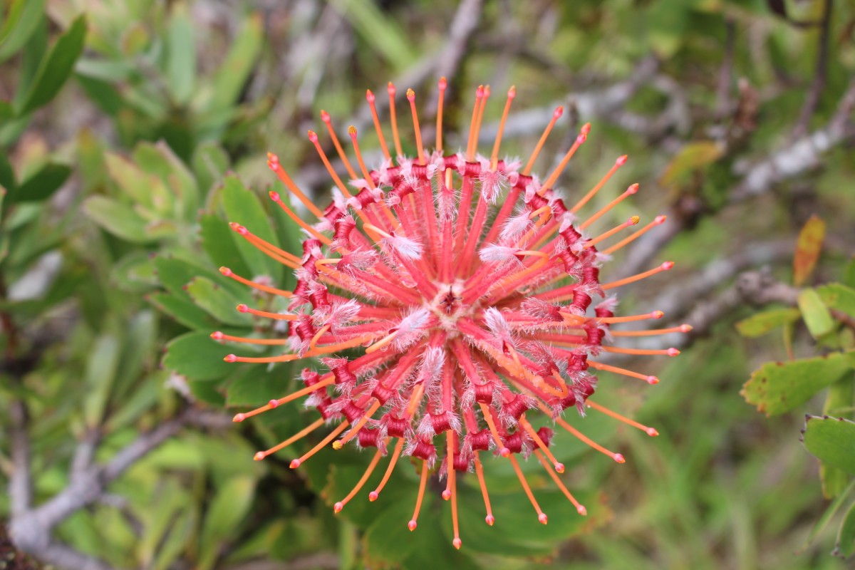 Leucospermum cordifolium (Salisb. ex Knight) Fourc.