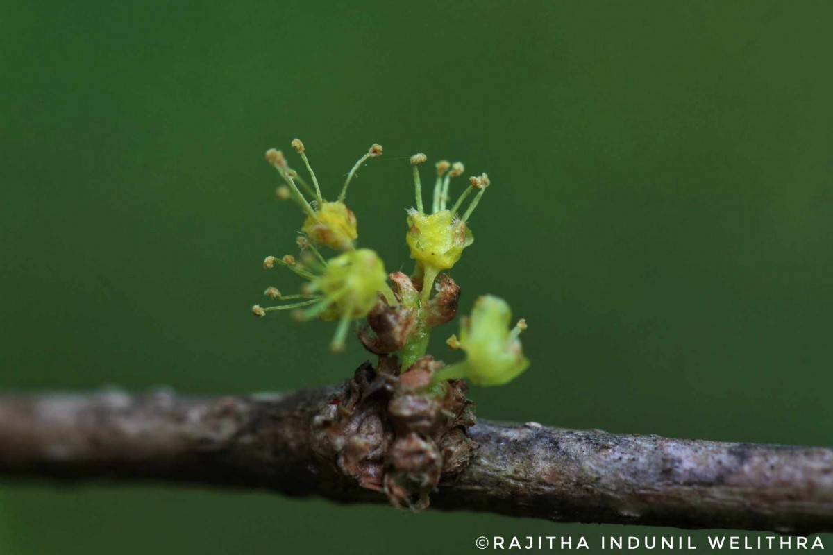 Phyllanthus pinnatus (Wight) G.L.Webster