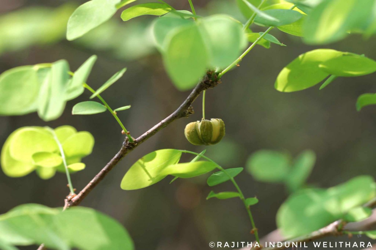 Phyllanthus pinnatus (Wight) G.L.Webster