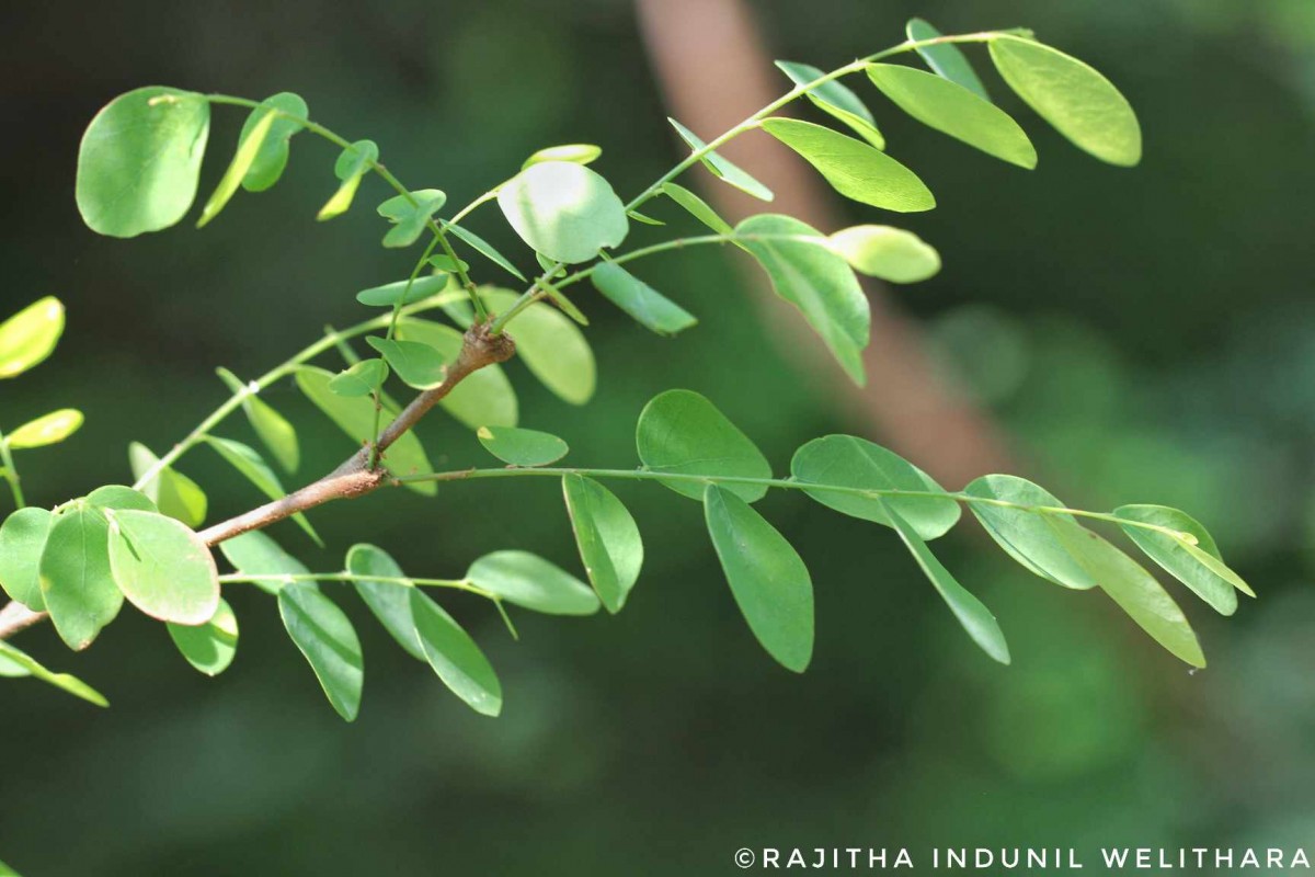 Phyllanthus pinnatus (Wight) G.L.Webster