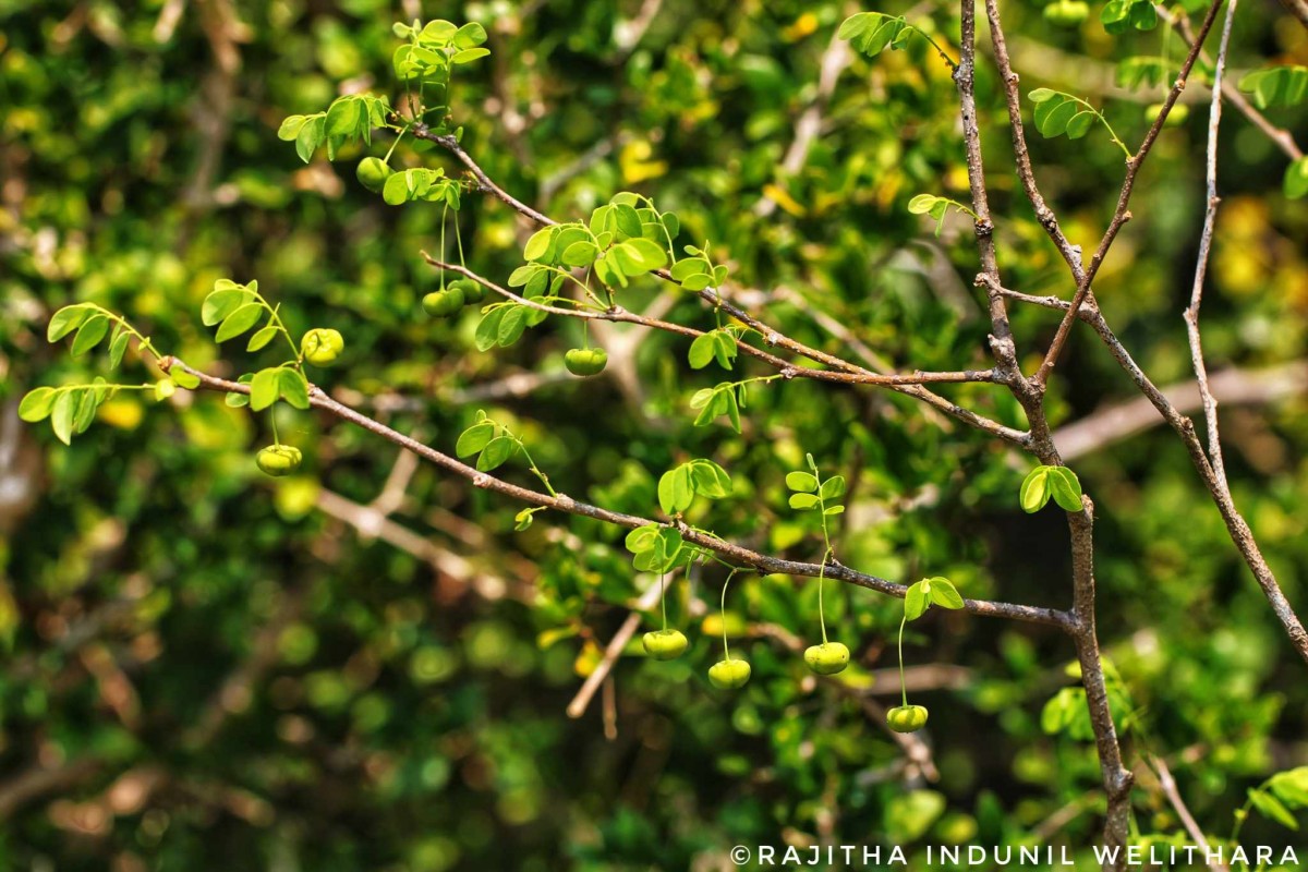 Phyllanthus pinnatus (Wight) G.L.Webster