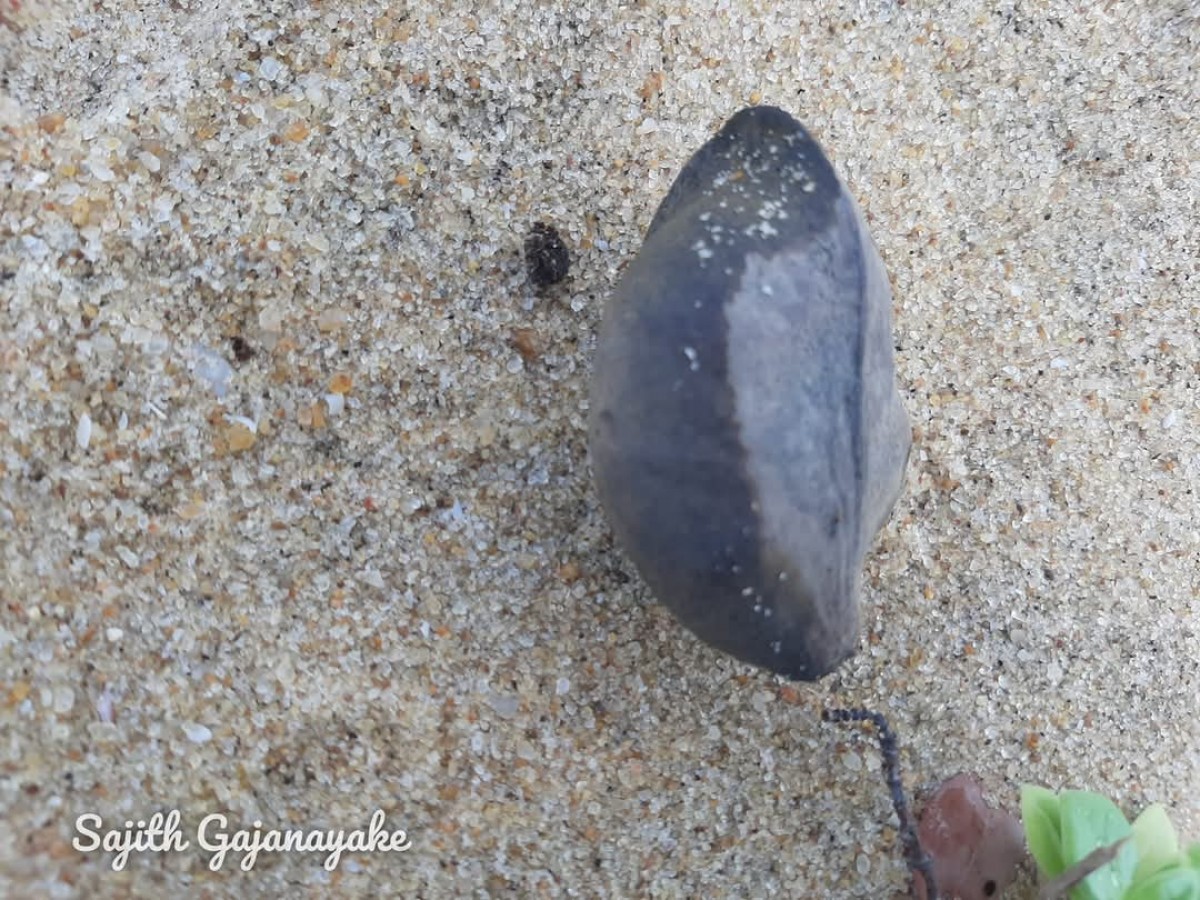 Heritiera littoralis Aiton