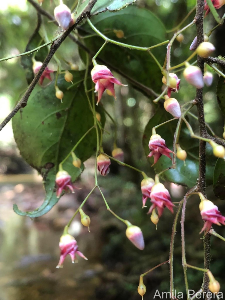 Hopea modesta (A.DC.) Kosterm.