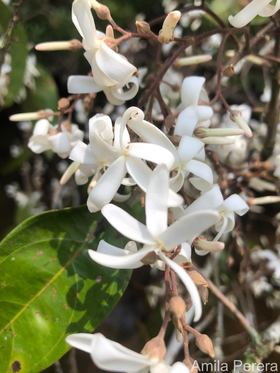 Vatica affinis Thwaites