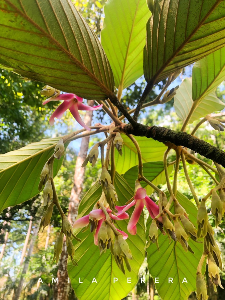 Dipterocarpus hispidus Thwaites