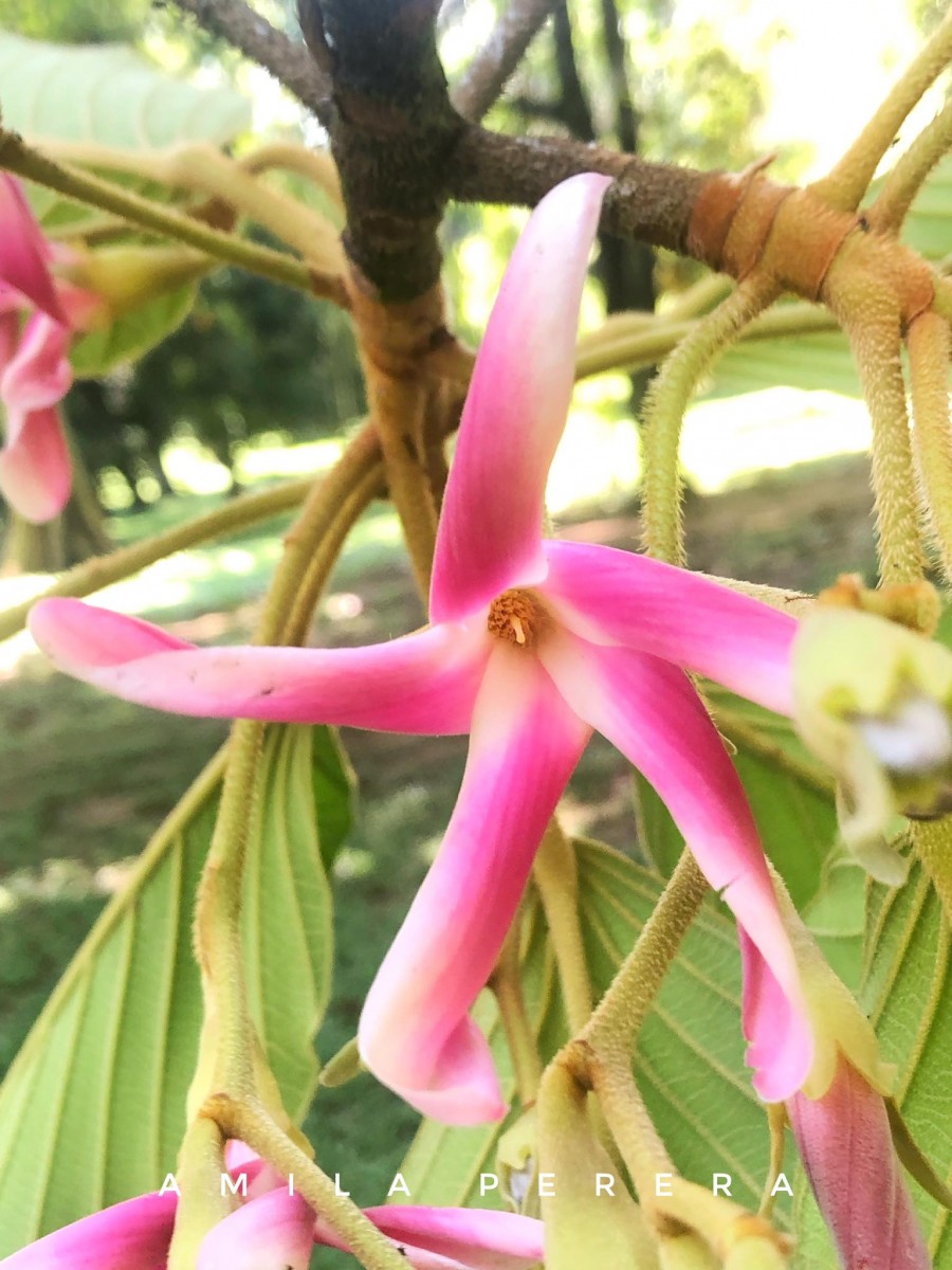 Dipterocarpus hispidus Thwaites