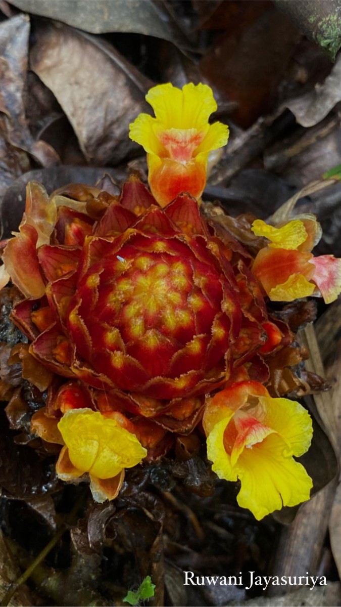 Meistera trichostachya (Alston) Skornick. & M.F.Newman