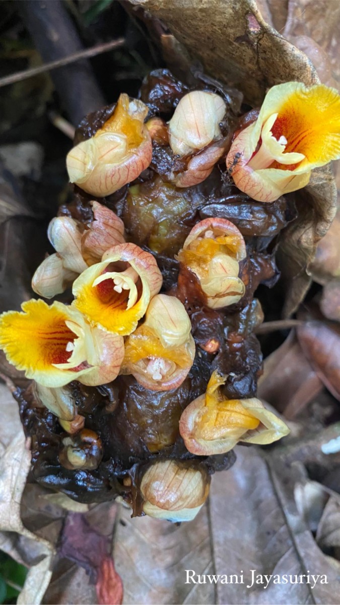 Meistera echinocarpa (Alston) Skornick. & M.F.Newman