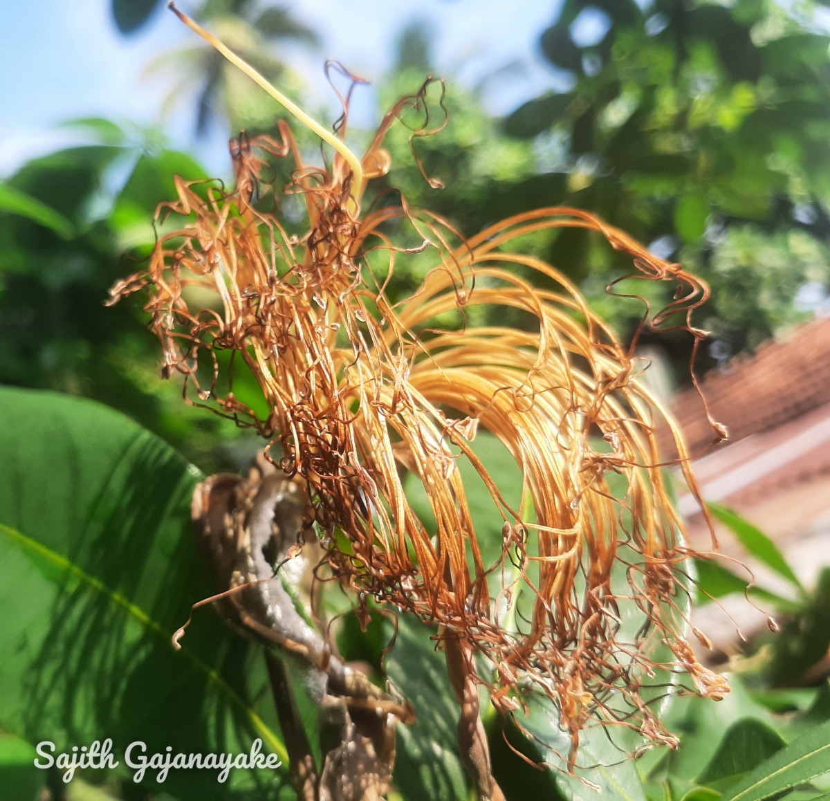 Pachira aquatica Aubl.