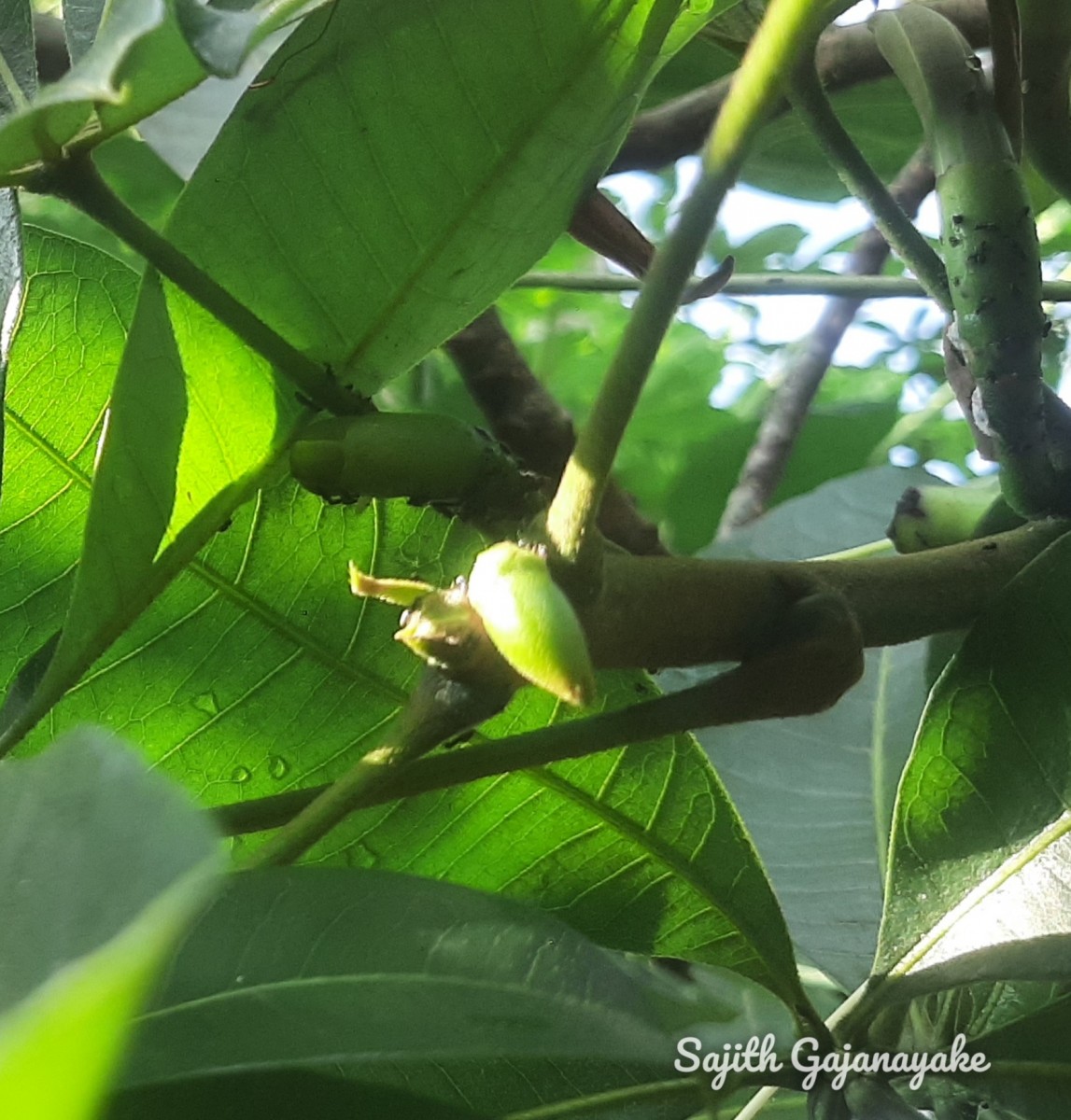 Pachira aquatica Aubl.