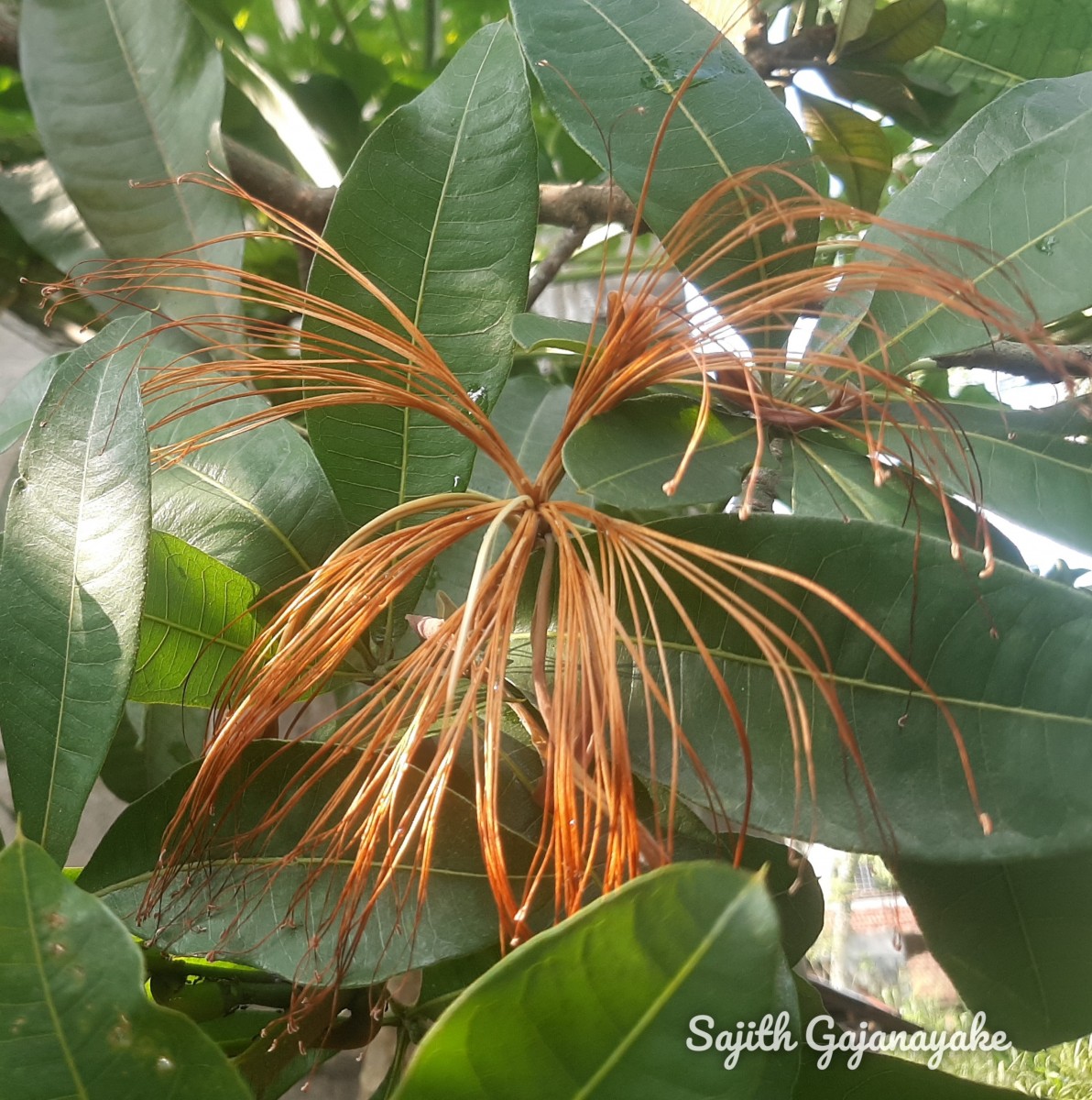 Pachira aquatica Aubl.