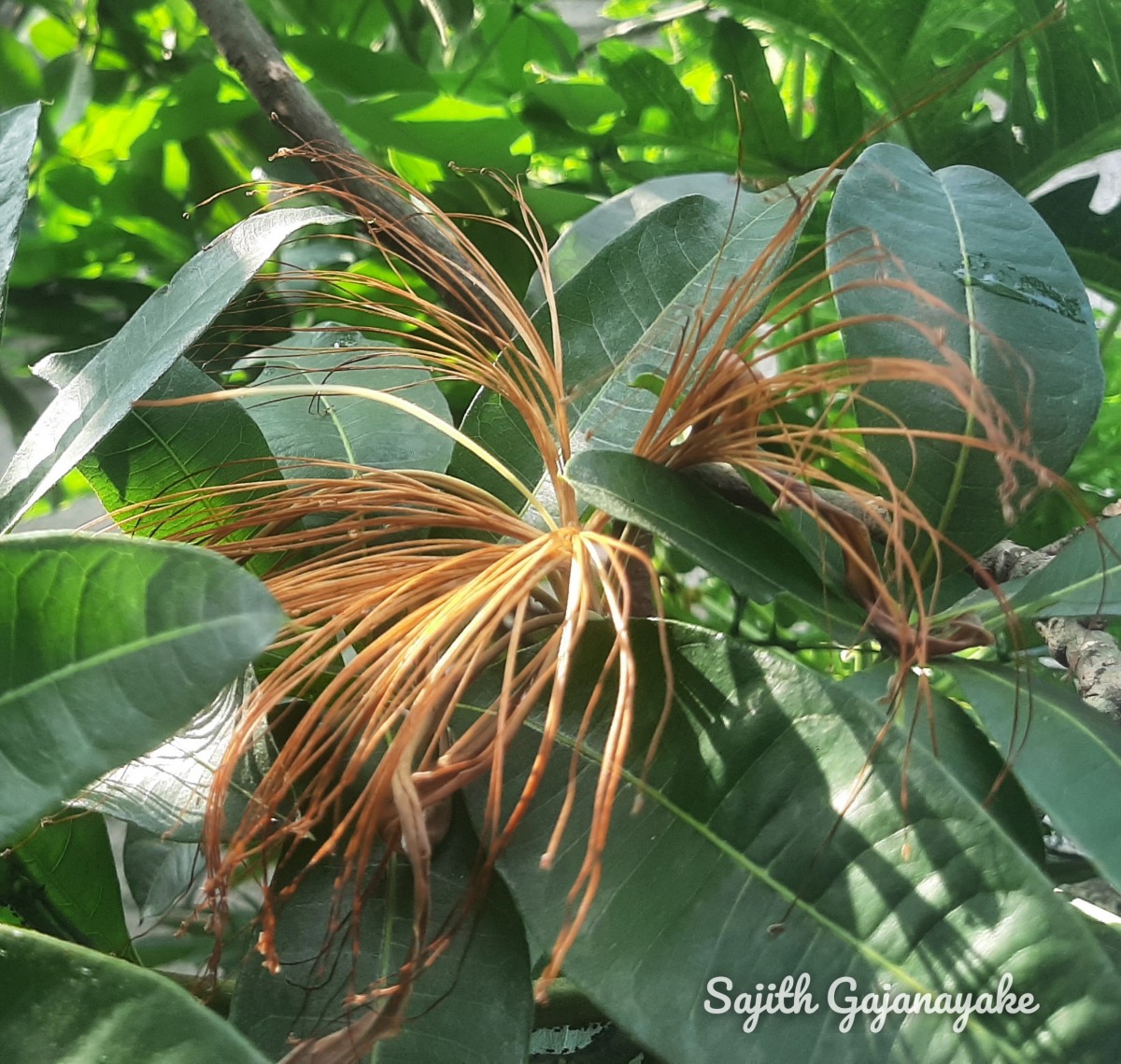 Pachira aquatica Aubl.