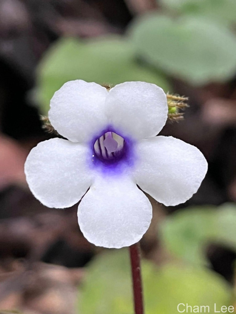 Henckelia zeylanica (R.Br.) A.Weber & B.L.Burtt