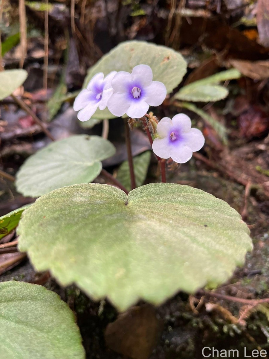 Henckelia zeylanica (R.Br.) A.Weber & B.L.Burtt