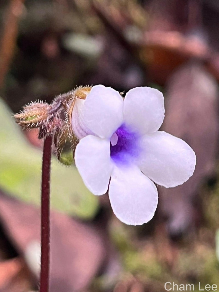 Henckelia zeylanica (R.Br.) A.Weber & B.L.Burtt