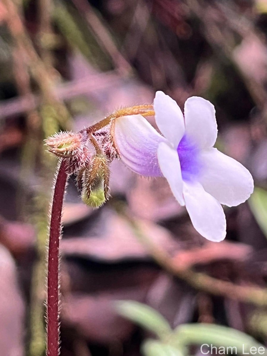 Henckelia zeylanica (R.Br.) A.Weber & B.L.Burtt