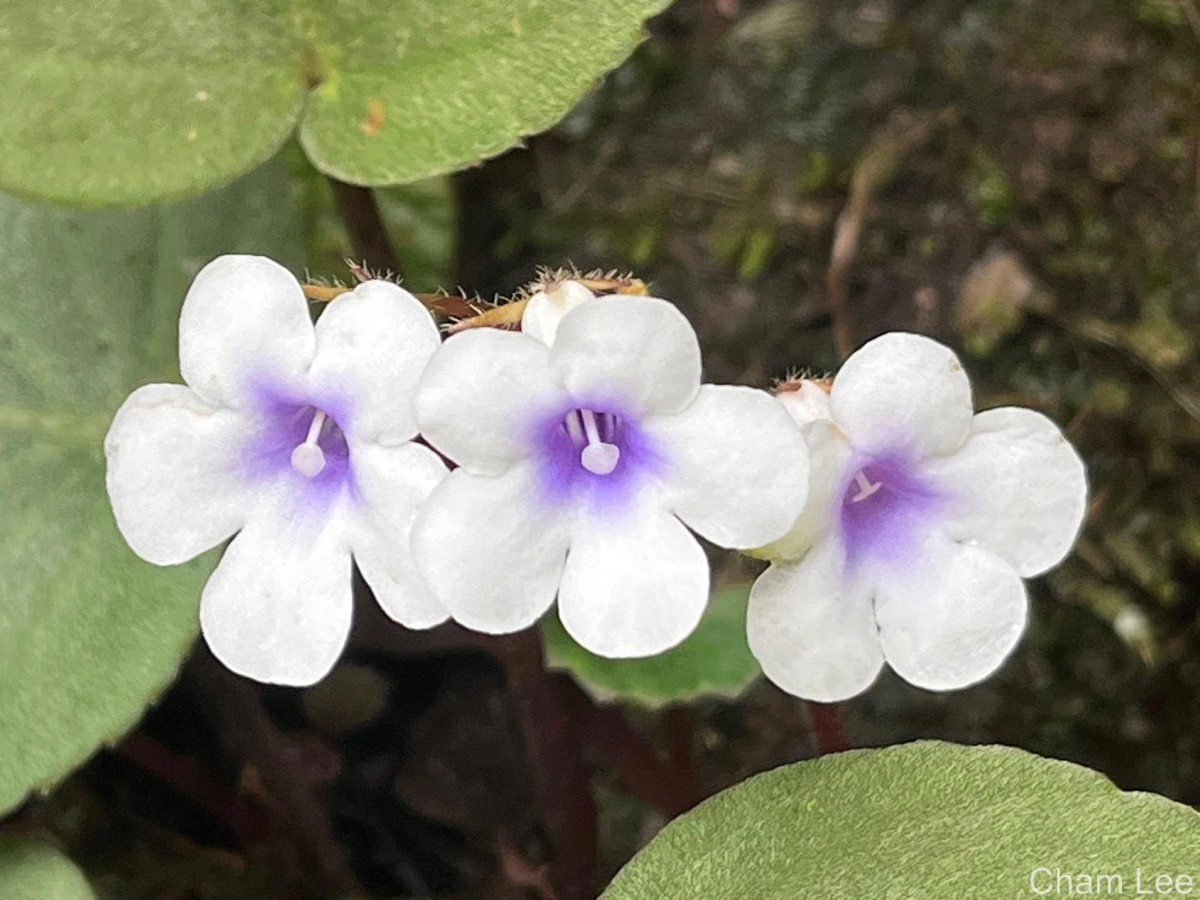 Henckelia zeylanica (R.Br.) A.Weber & B.L.Burtt