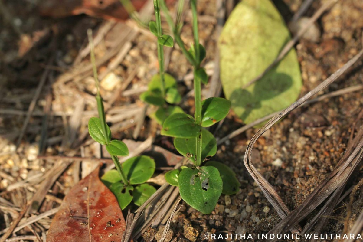 Canscora diffusa (Vahl) R.Br. ex Roem. & Schult.